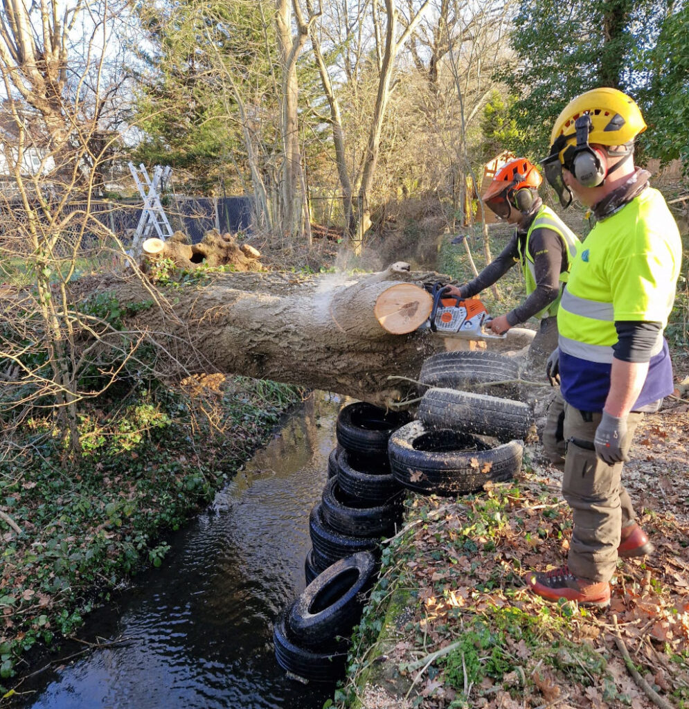 tree surgery surrey