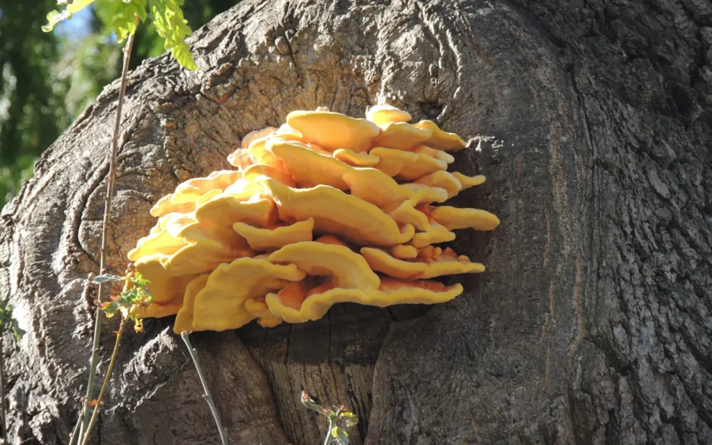 Fungal Fruiting Bodies