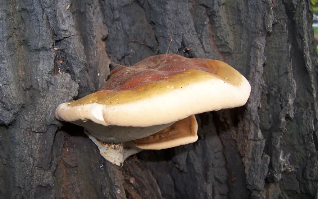 Ganoderma Bracket Fungus