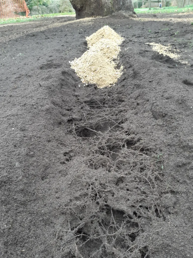 Tree roots and surrounding soil exposed for inspection