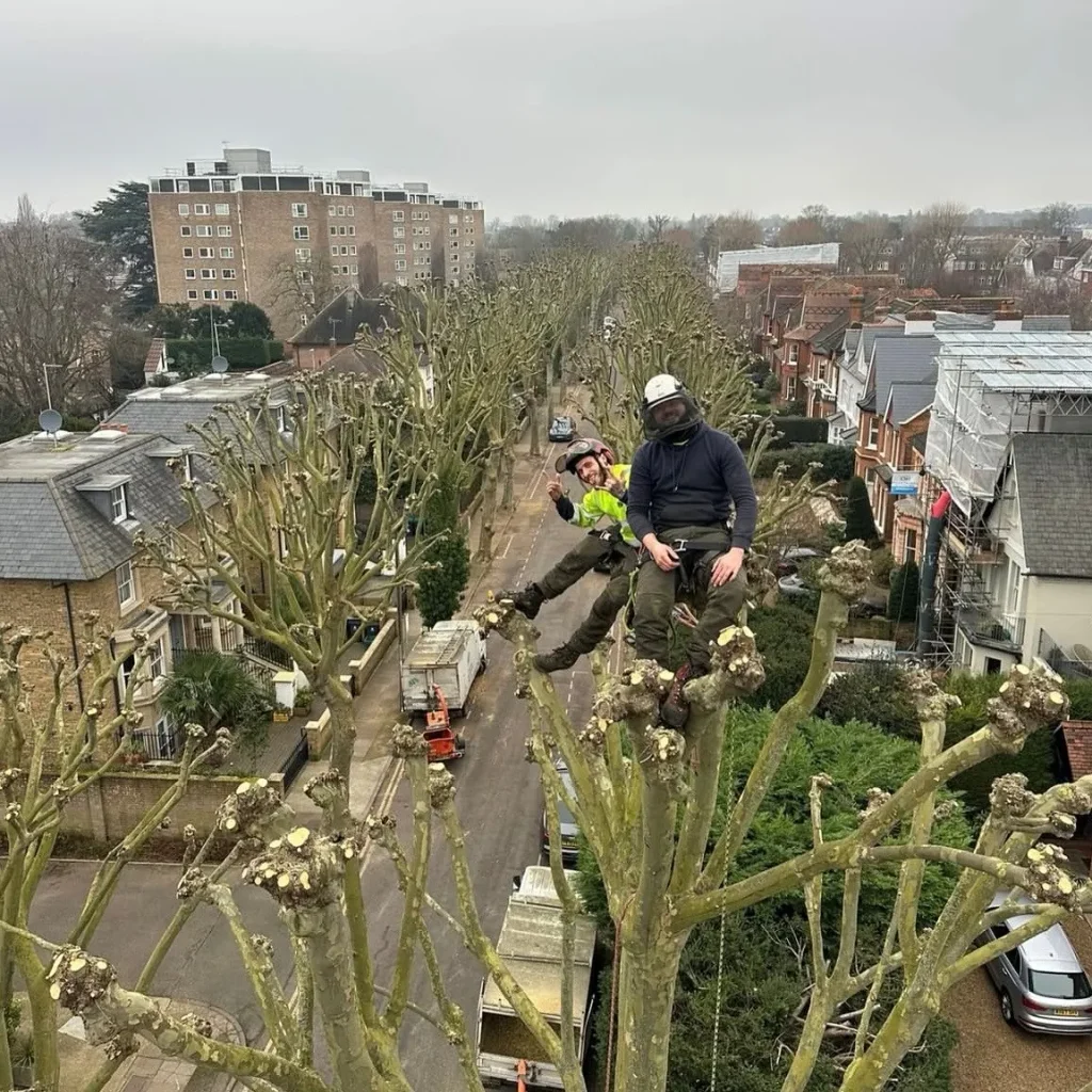 ATS arborists following a planned tree work process