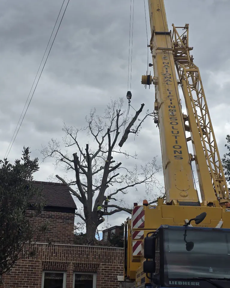 ATS carrying out a crane-assisted sectional tree removal