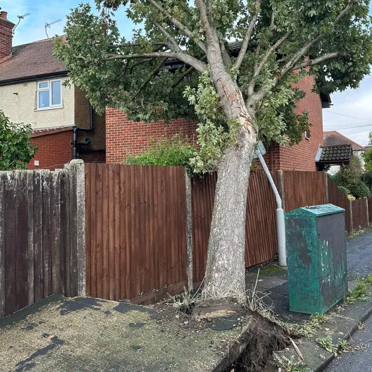 Fallen tree leaning against a house with pavement lifted 