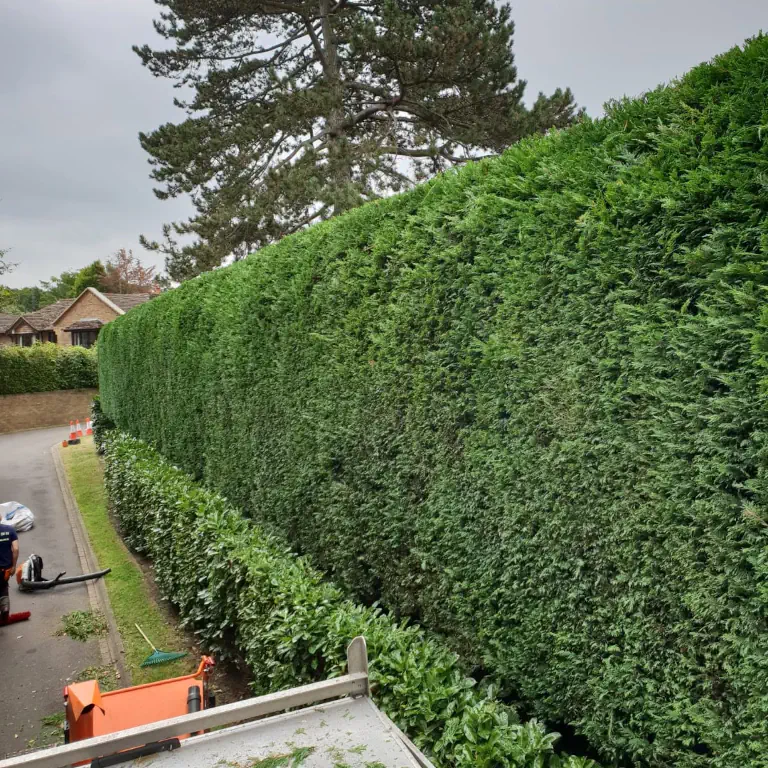 Professionally cut and maintained boundary hedge by ATS