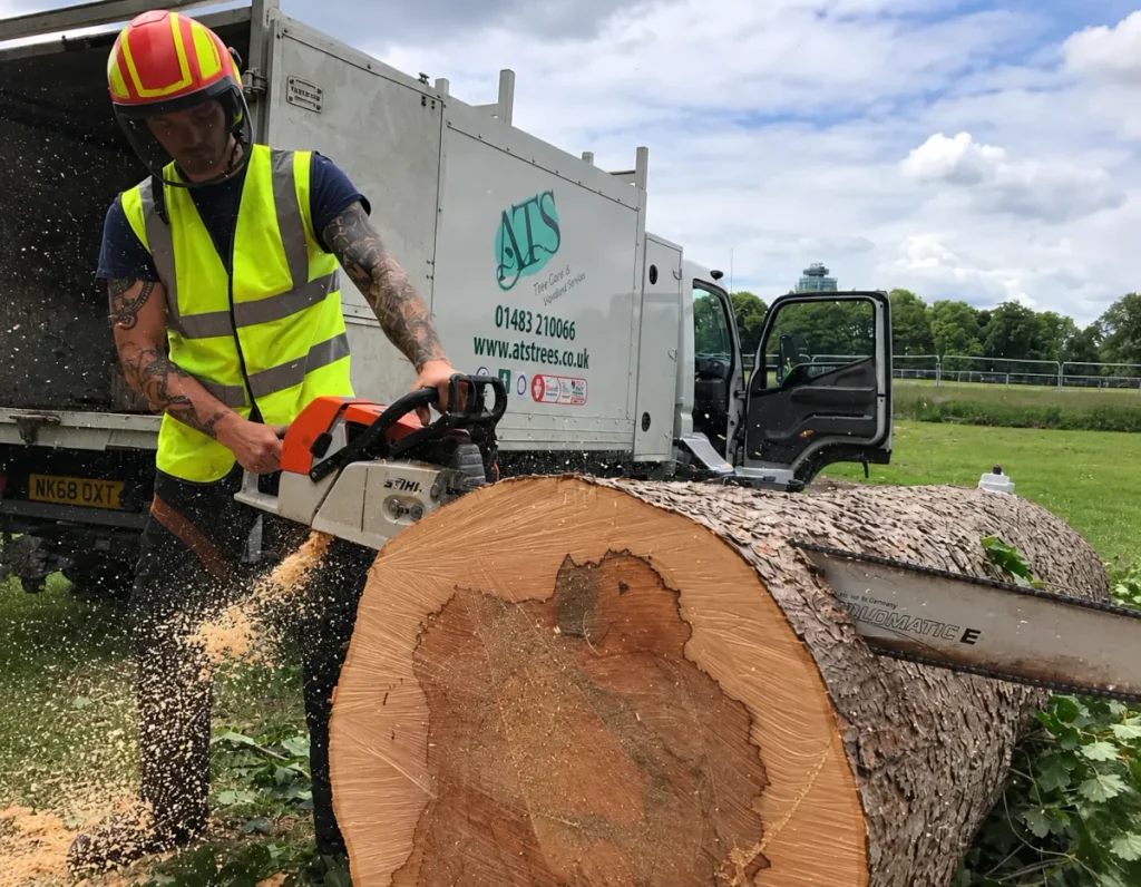 ATS arborist carrying out tree surgery on a large tree trunk