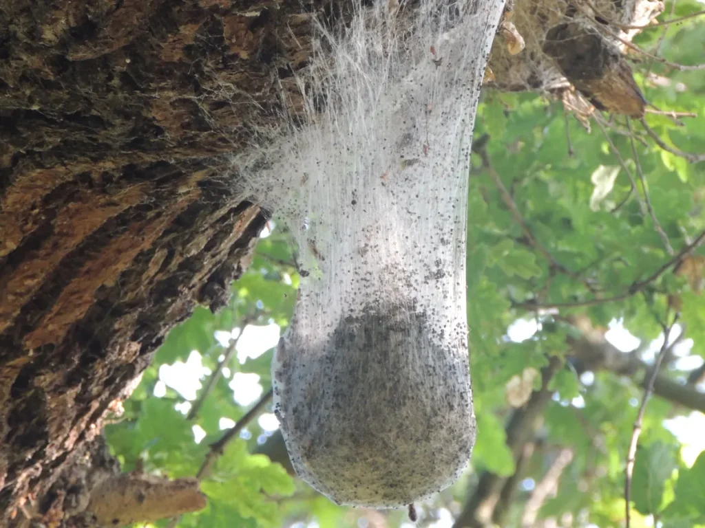 Oak processionary moth nest attached to an oak tree branch