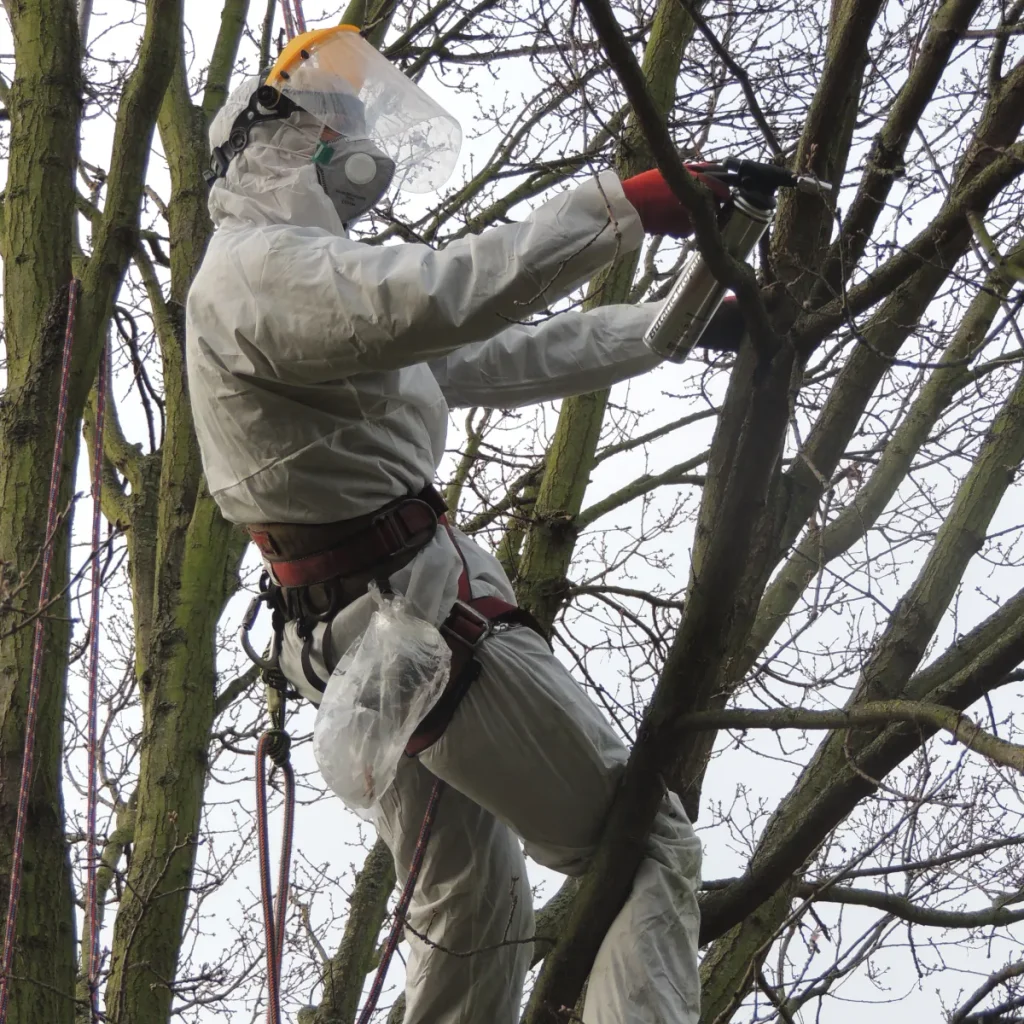Oak processionary moth treatment and nest removal by an ATS arborist