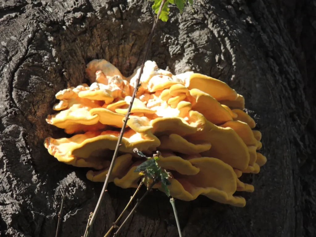 Orange fungal fruiting bodies growing from a tree during a condition inspection